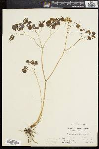 Thalictrum dioicum image