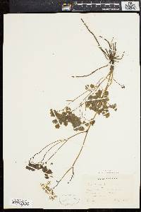 Thalictrum dioicum image