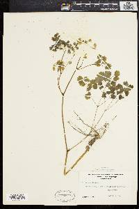 Thalictrum dioicum image