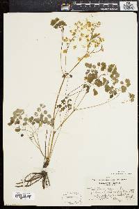 Thalictrum dioicum image