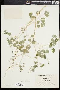 Thalictrum dioicum image