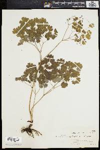 Thalictrum dioicum image