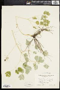 Thalictrum dioicum image