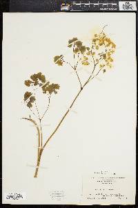 Thalictrum dioicum image