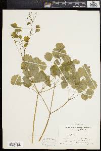 Thalictrum dioicum image