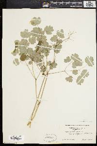 Thalictrum dioicum image