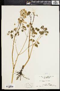 Thalictrum dioicum image