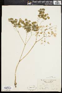 Thalictrum dioicum image