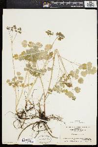 Thalictrum dioicum image