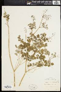 Thalictrum dioicum image