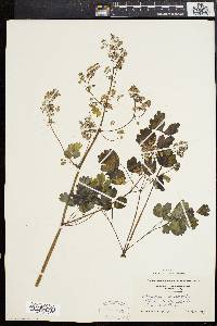 Thalictrum dioicum image