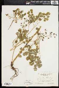 Thalictrum dioicum image