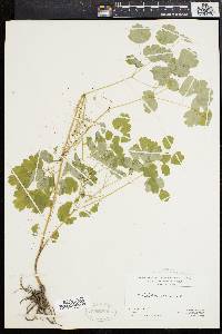 Thalictrum dioicum image