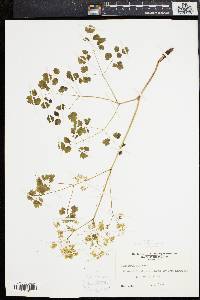 Thalictrum dioicum image