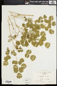 Thalictrum dioicum image