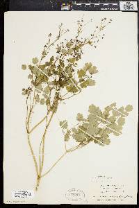 Thalictrum dioicum image