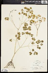 Thalictrum dioicum image