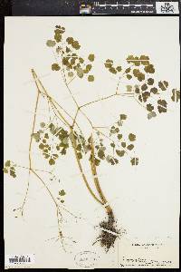 Thalictrum dioicum image