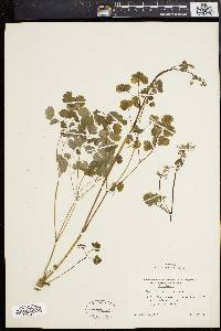 Thalictrum dioicum image