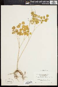 Thalictrum dioicum image