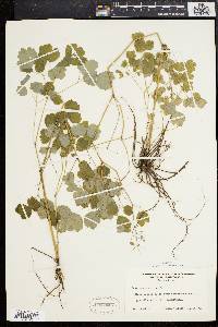 Thalictrum dioicum image