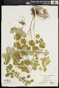 Thalictrum dioicum image