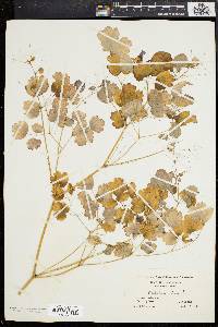 Thalictrum dioicum image