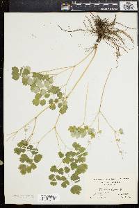 Thalictrum dioicum image