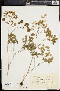 Thalictrum dioicum image