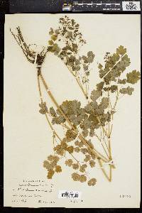 Thalictrum dioicum image