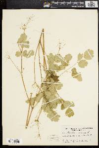 Thalictrum dioicum image