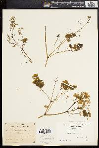 Thalictrum dioicum image