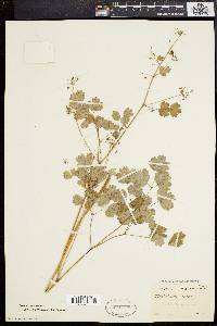 Thalictrum dioicum image