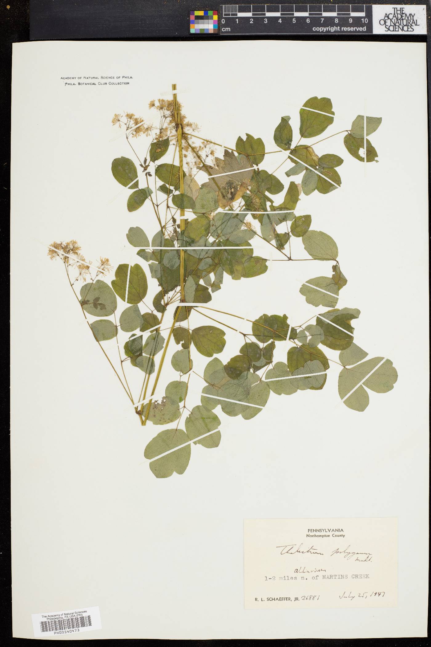 Thalictrum polygamum image