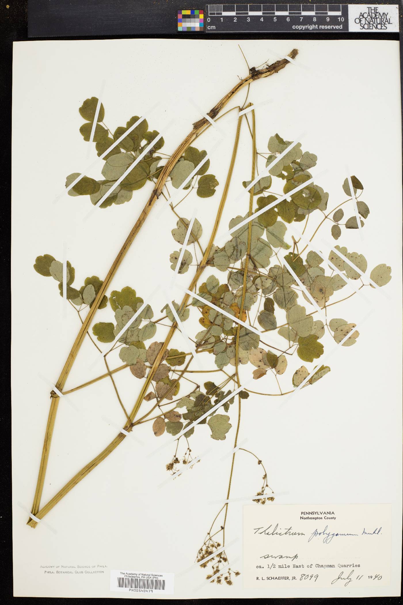 Thalictrum polygamum image
