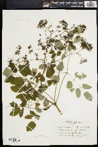 Thalictrum polygamum image