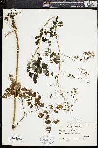 Thalictrum polygamum image