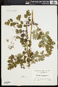 Thalictrum polygamum image