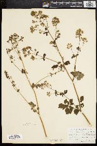 Thalictrum polygamum image