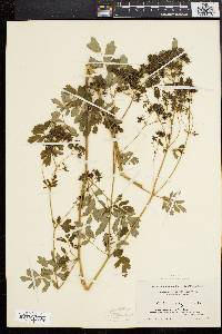 Thalictrum polygamum image