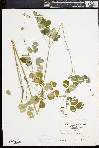 Thalictrum polygamum image