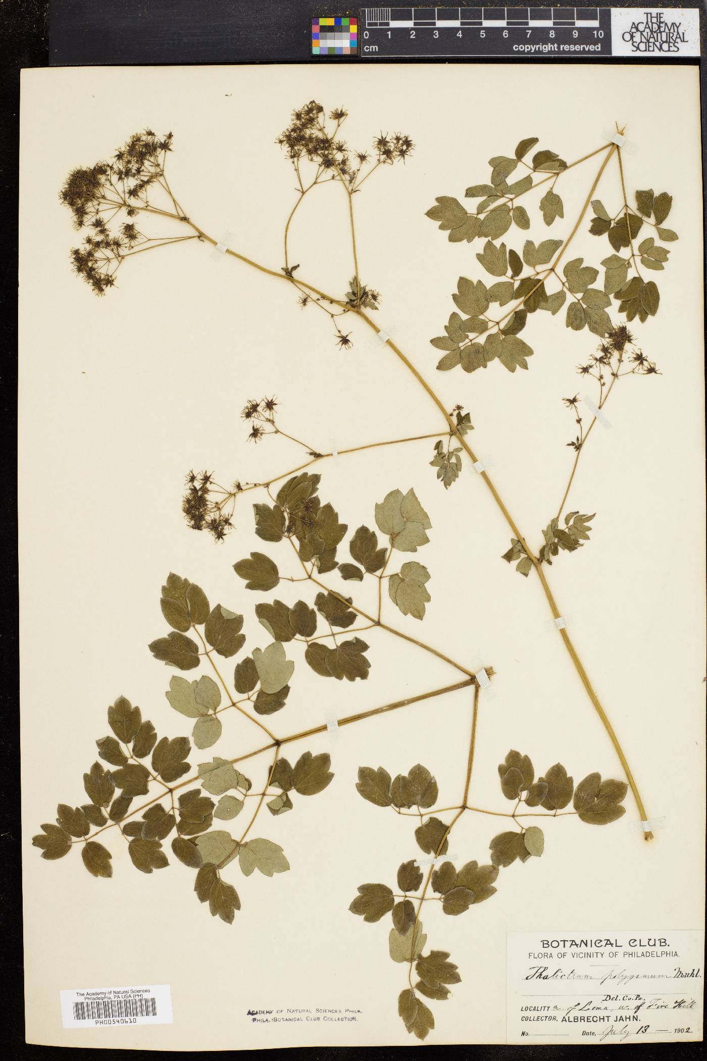 Thalictrum polygamum image