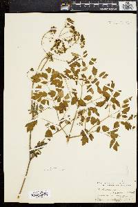 Thalictrum polygamum image