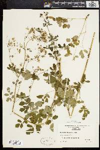 Thalictrum polygamum image