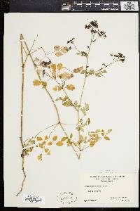 Thalictrum polygamum image