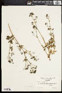 Thalictrum polygamum image