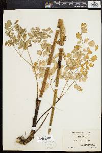 Thalictrum polygamum image