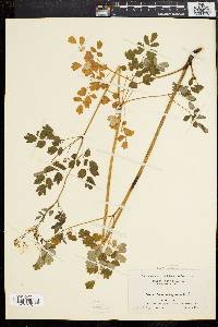 Thalictrum polygamum image