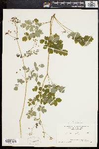 Thalictrum polygamum image