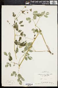 Thalictrum polygamum image